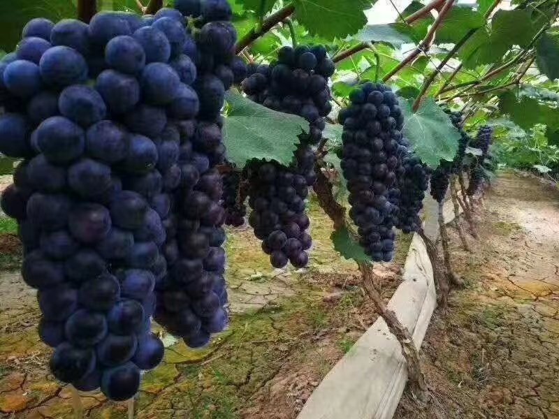 夏黑葡萄陕西夏黑葡萄产地，支持线上保障交易，夏黑葡萄