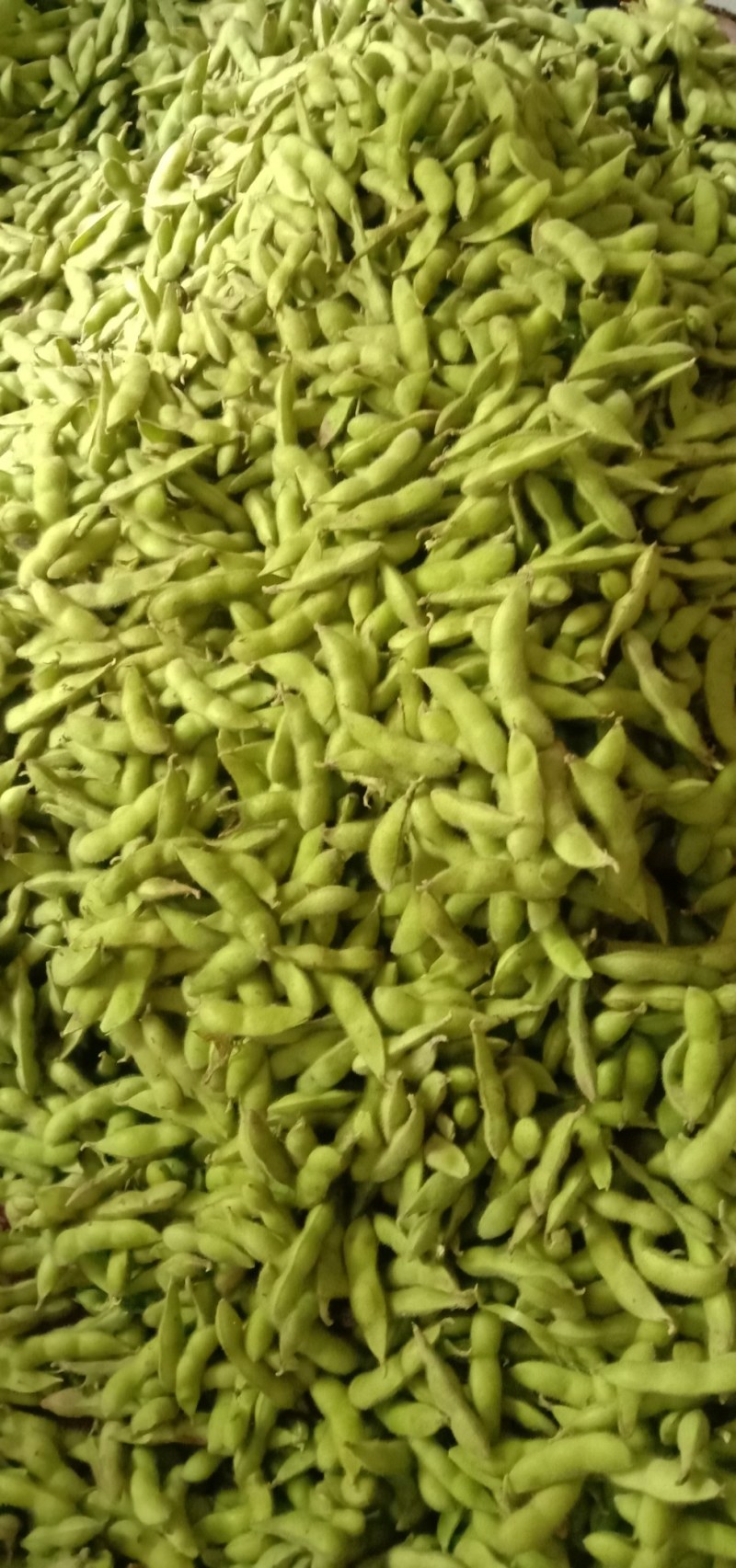 精品翠绿宝毛豆产地直供，质量好价格便宜大板豆角