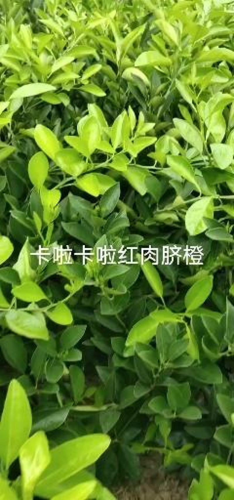 媛红椪柑苗30到80公分高高抗病毒产量高以假包赔提供技术