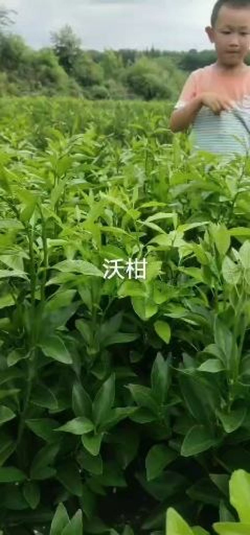 媛红椪柑苗30到80公分高高抗病毒产量高以假包赔提供技术