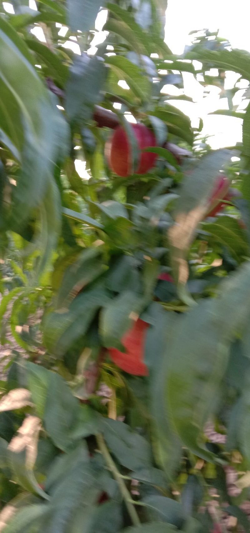 珍珠枣油桃，口感脆甜，离核，欢迎各路客商订购
