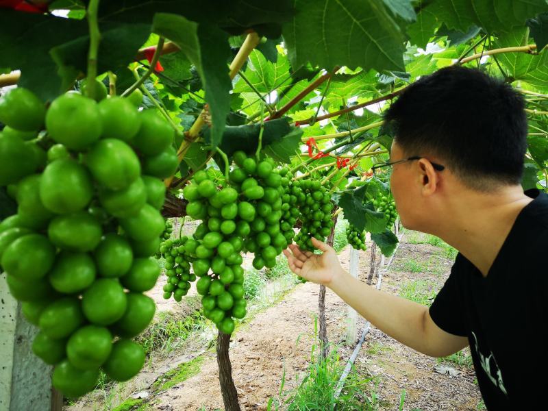 精品阳光玫瑰葡萄，2万斤量大质优，七年葡萄园，欢迎联系