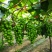 精品阳光玫瑰葡萄，2万斤量大质优，七年葡萄园，欢迎联系