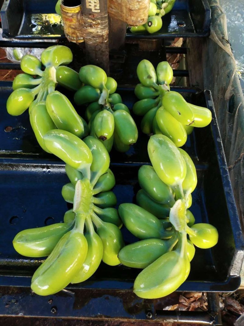 苹果粉蕉