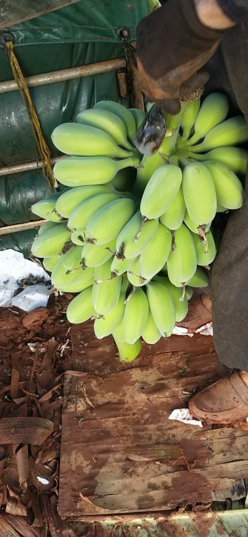 苹果粉蕉
