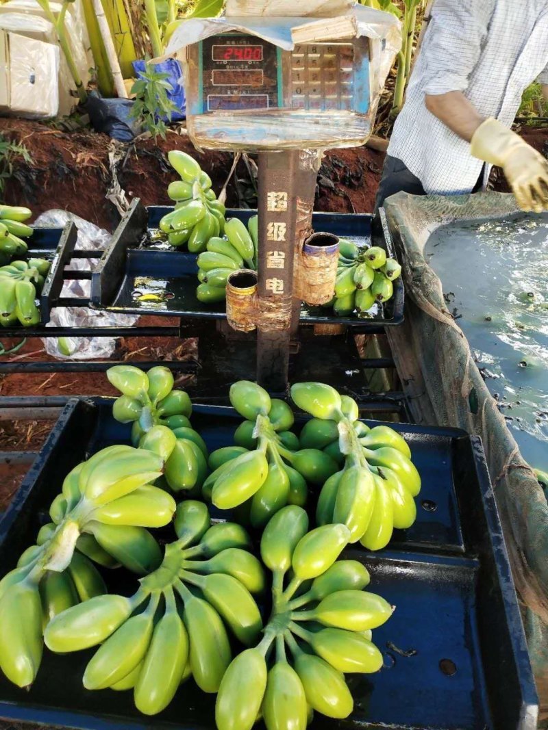 苹果粉蕉