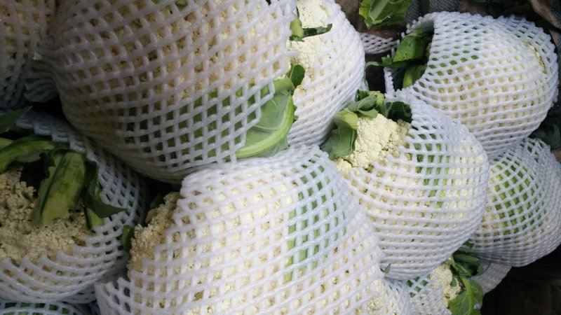 兰州榆中松花菜，白面青根小米粒，产地直供，视屏看货