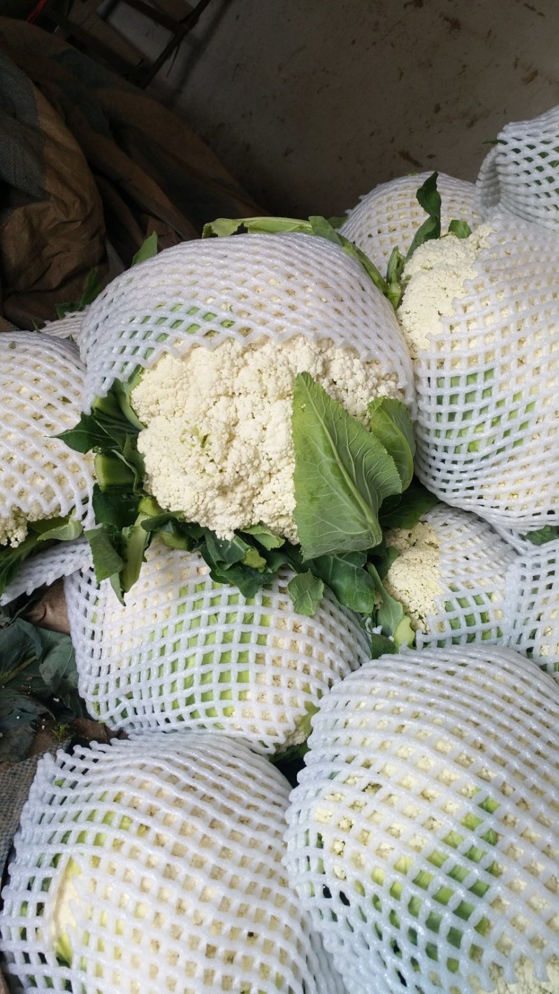 兰州榆中松花菜，白面青根小米粒，产地直供，视屏看货