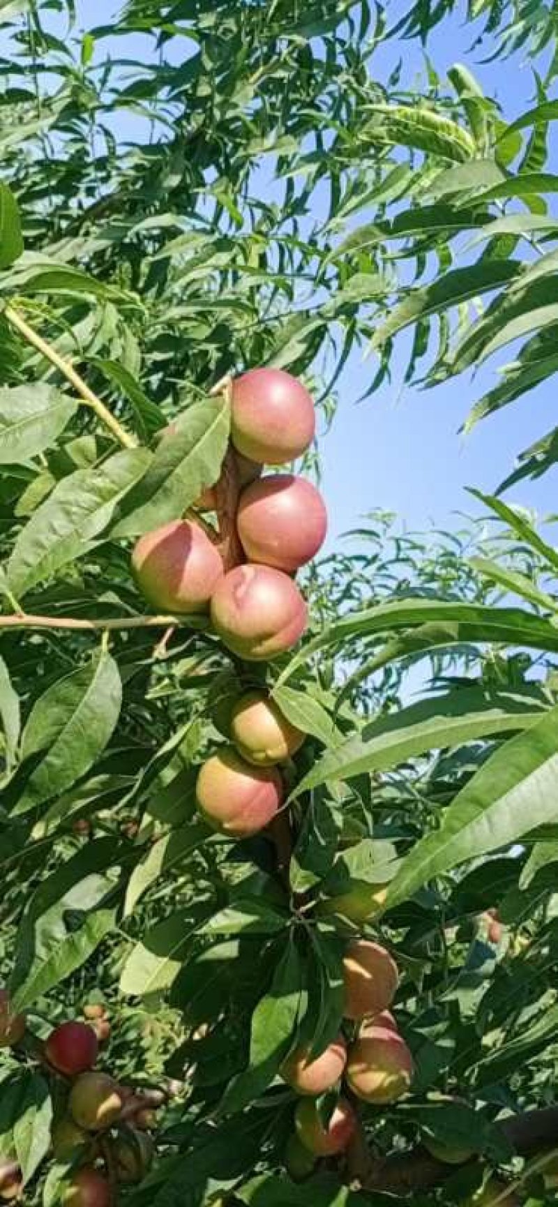 珍珠枣油桃，口感脆甜，离核，欢迎各路客商订购