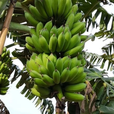 粉蕉