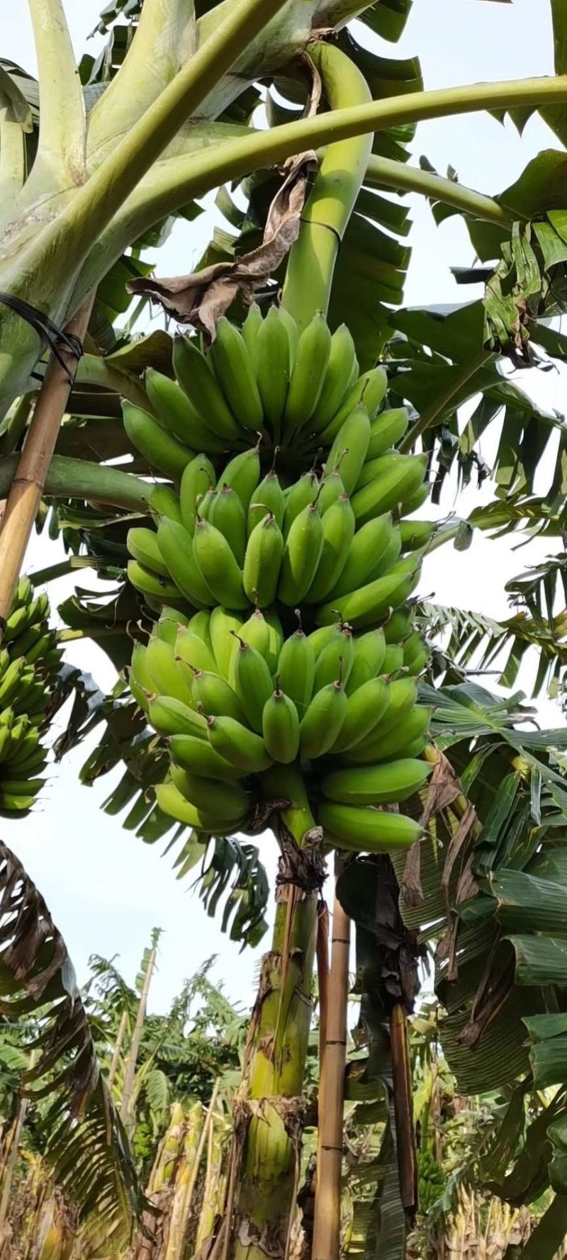 粉蕉