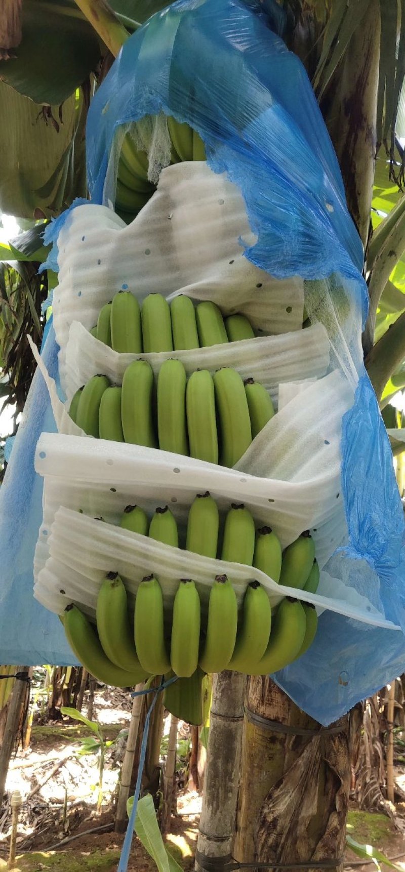 香蕉，遂溪