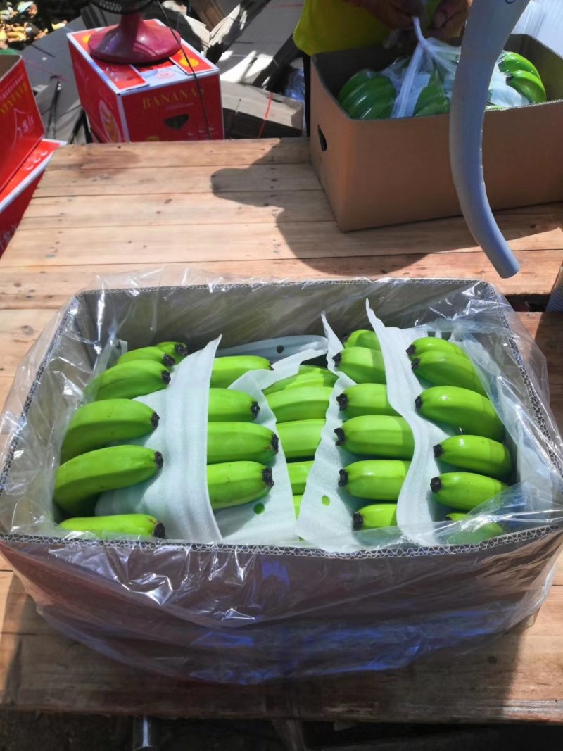 香蕉，遂溪