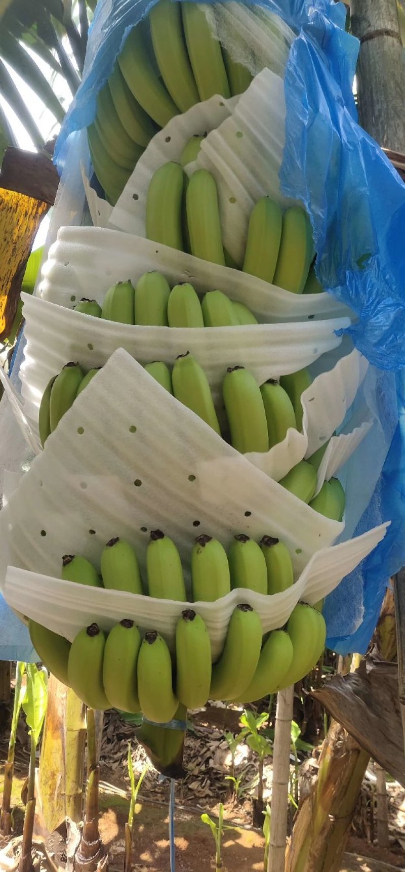 香蕉，遂溪
