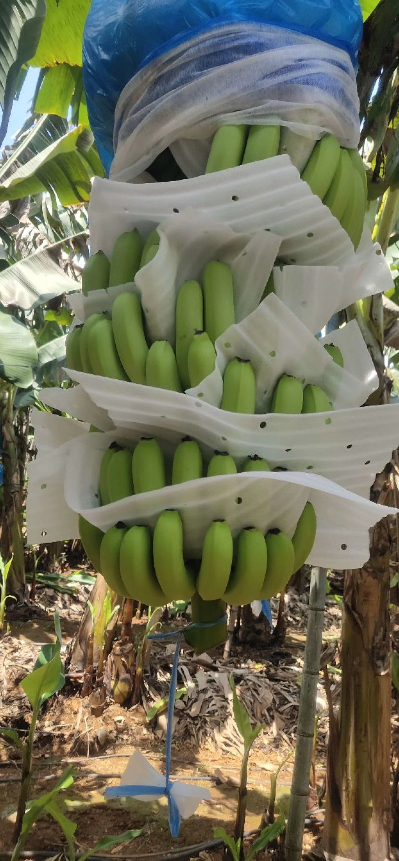 香蕉，遂溪