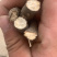 山东白芍,货好量大,欢迎各位老板咨询下单