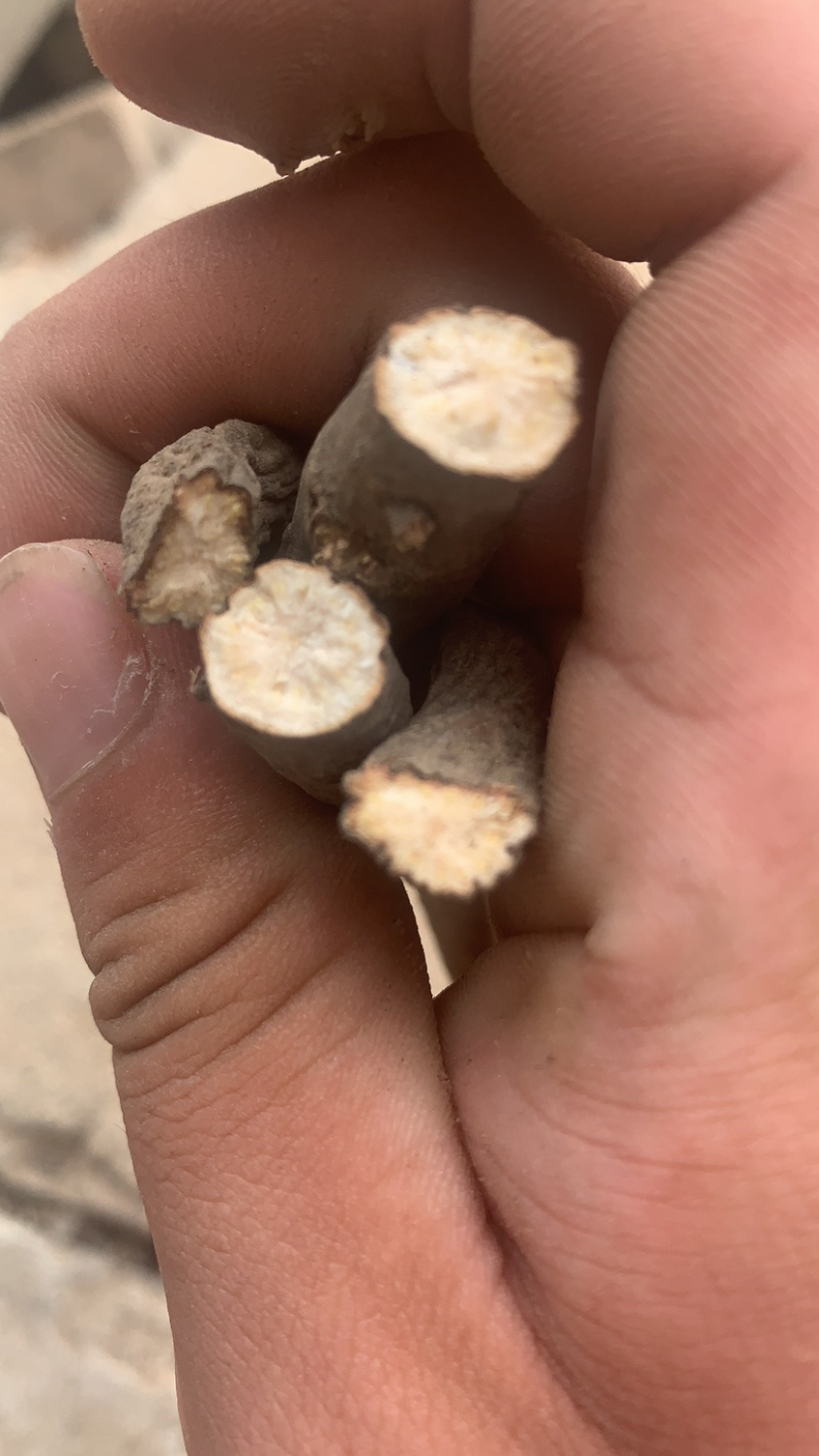 山东白芍，货好量大，欢迎各位老板咨询下单