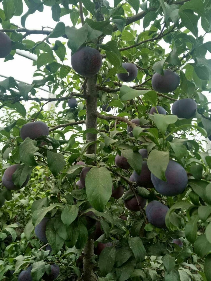 黑巨李，清脆李，美国一号，千味红李子大量有货