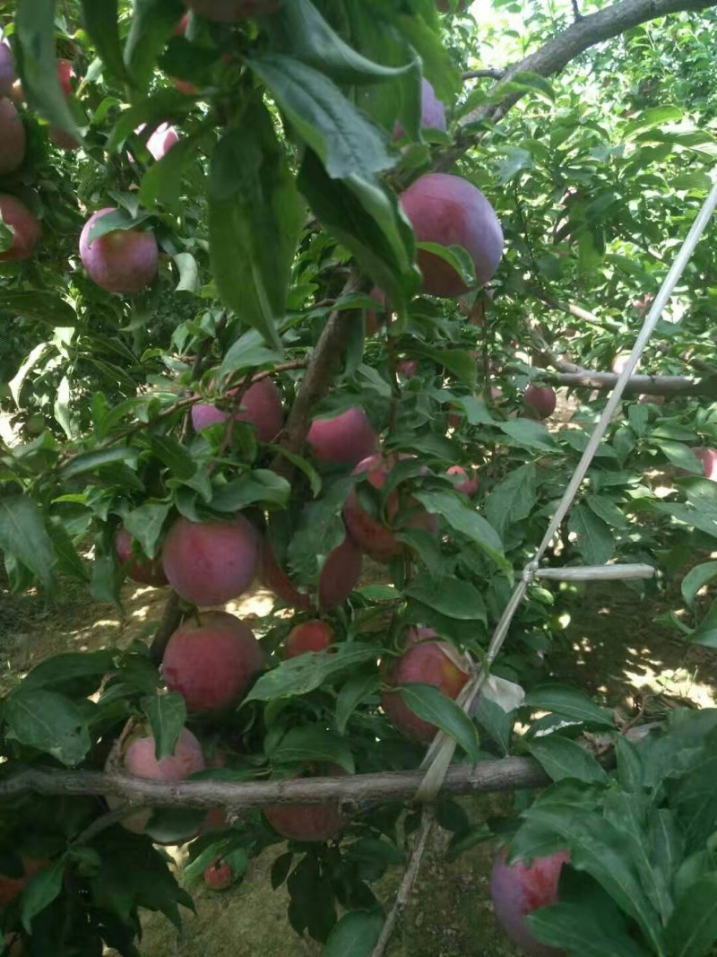 黑巨李，清脆李，美国一号，千味红李子大量有货