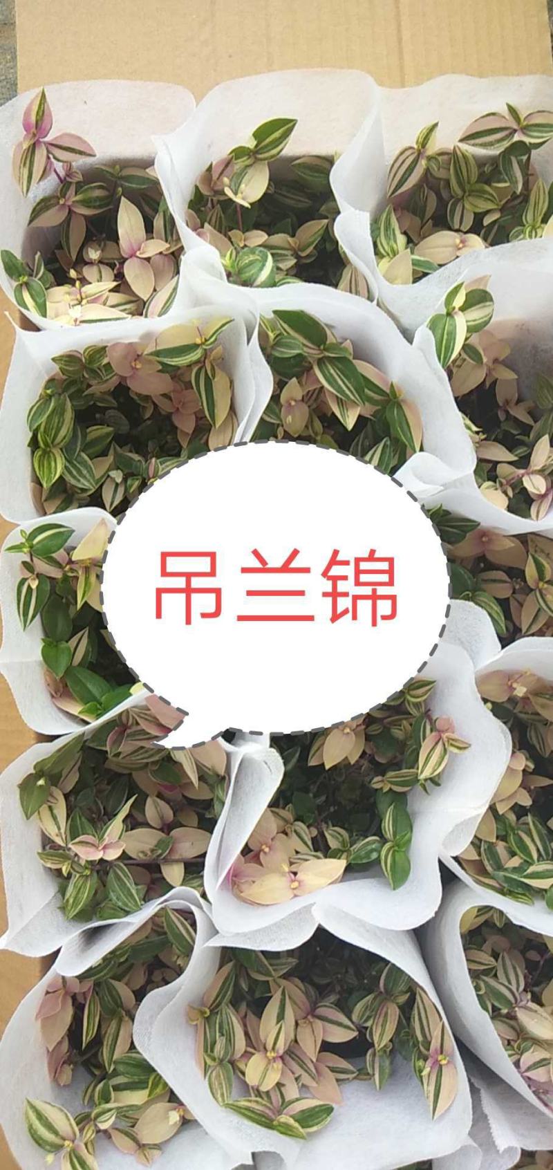 油画婚礼吊兰锦，基地自产一手货源，质量保障
