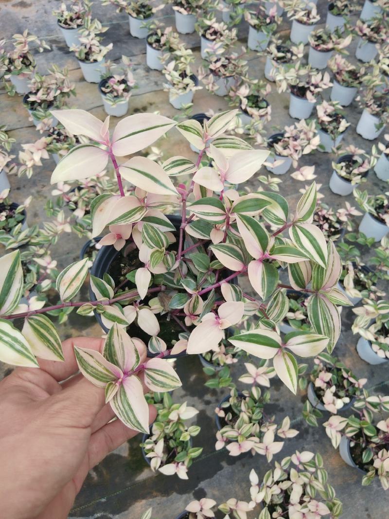 油画婚礼吊兰锦，基地自产一手货源，质量保障