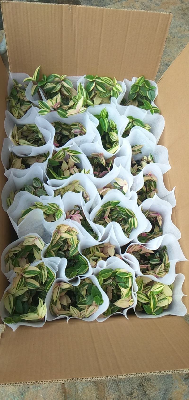 油画婚礼吊兰锦，基地自产一手货源，质量保障