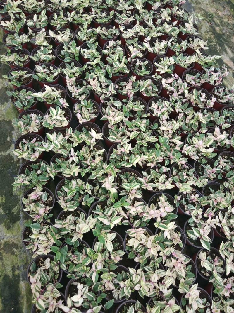 油画婚礼吊兰锦，基地自产一手货源，质量保障