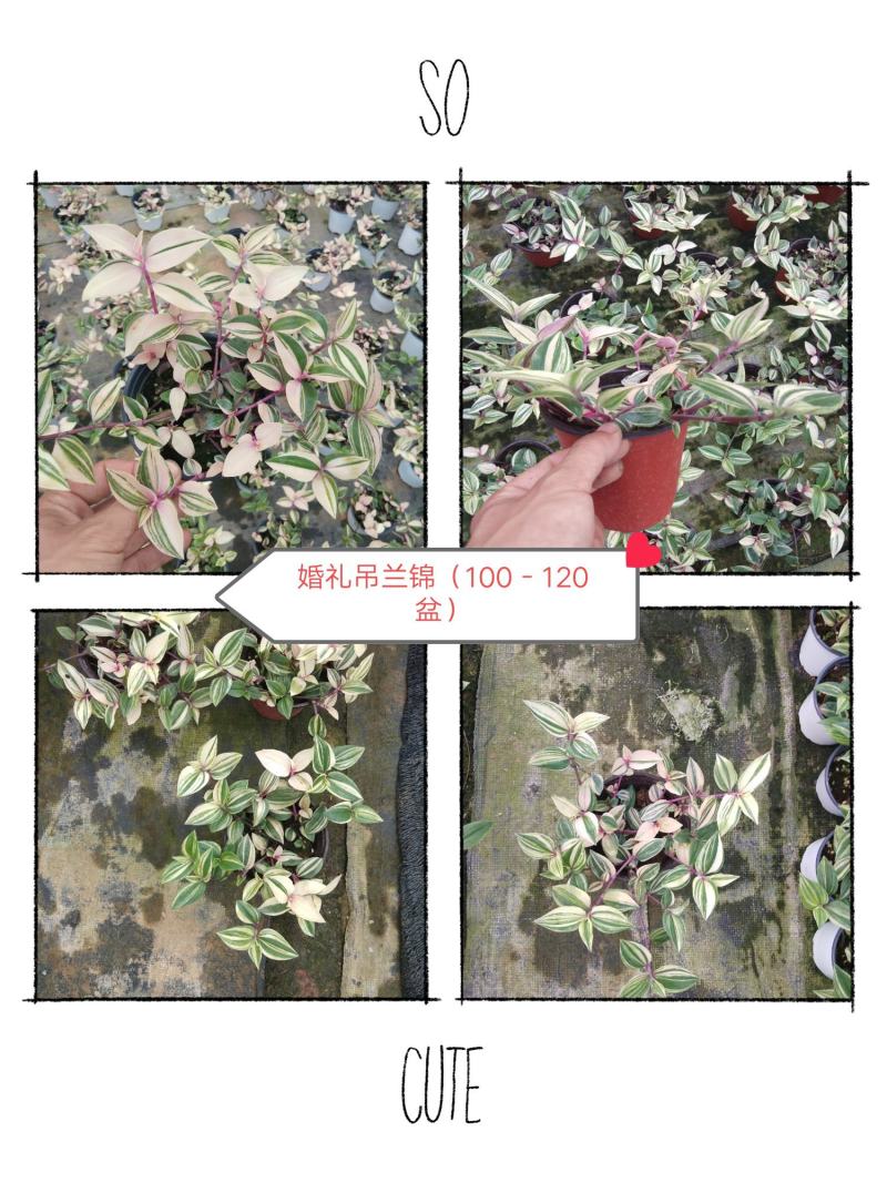 油画婚礼吊兰锦，基地自产一手货源，质量保障