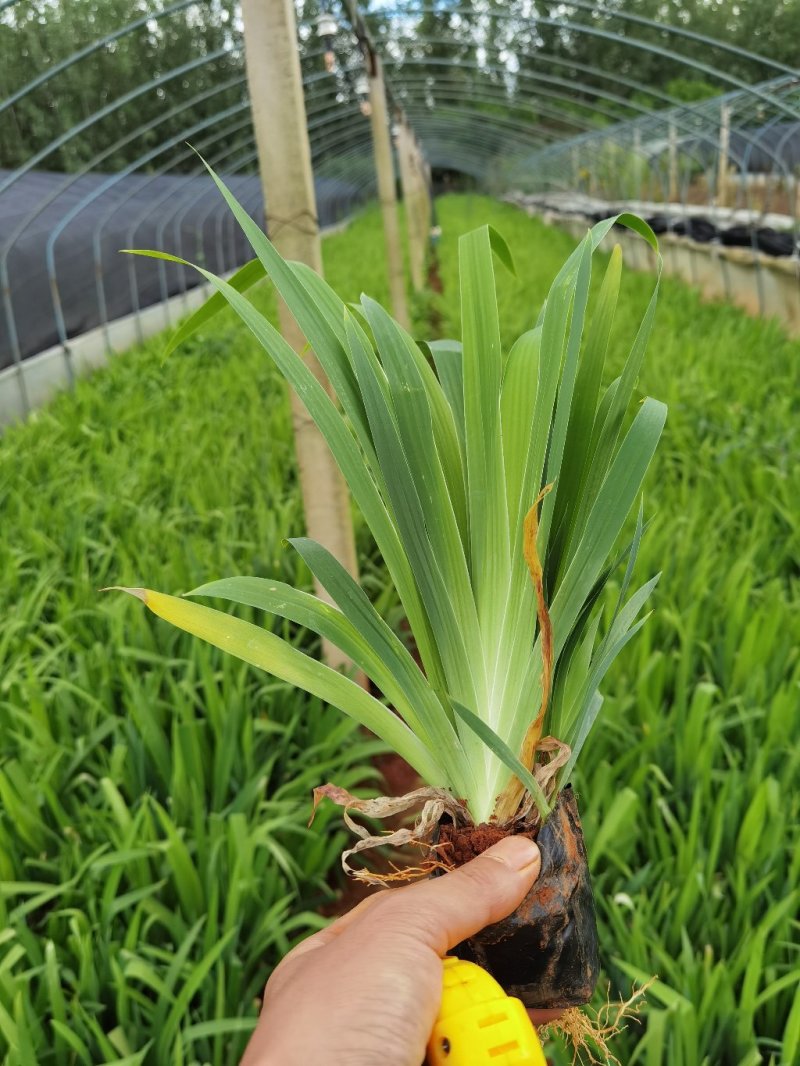 鸢尾小杯苗，云南鸢尾基地直销，鸢尾绿化苗木，鸢尾