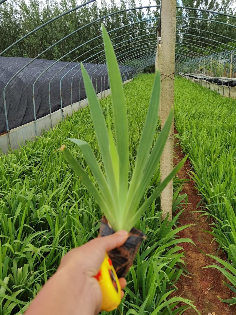 鸢尾小杯苗，云南鸢尾基地直销，鸢尾绿化苗木，鸢尾
