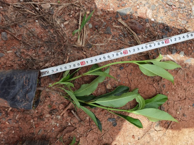 法国冬青小杯苗，苗木花卉欢迎实地苗圃考察