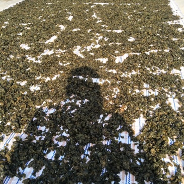 农村一手货源，野生地皮菜。大朵，好洗。要好货的找我