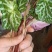 选装干货虎耳草，无杂质，全干