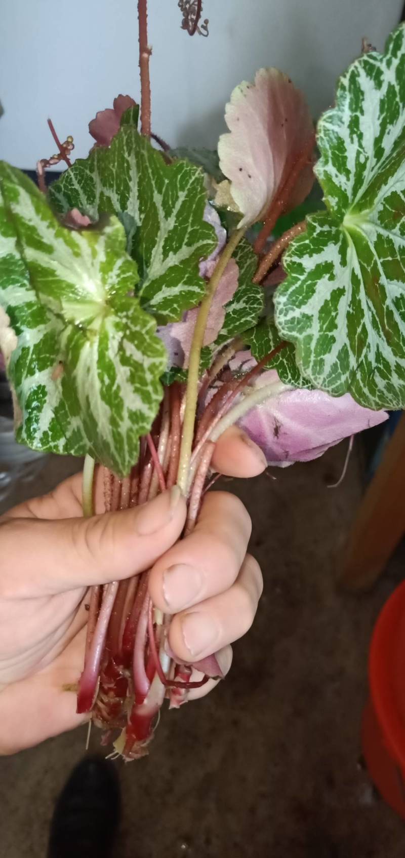 选装干货虎耳草，无杂质，全干