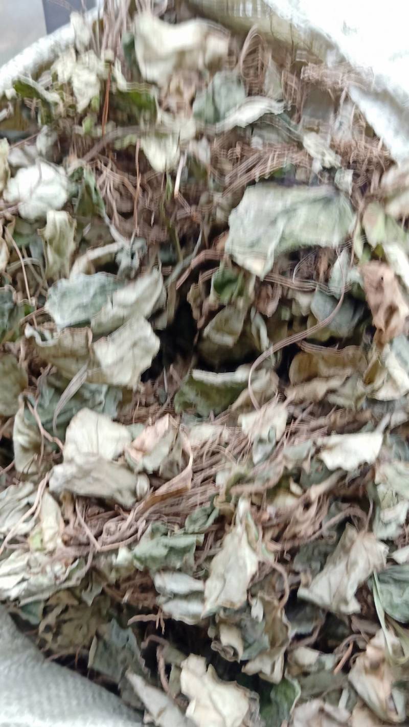 选装干货虎耳草，无杂质，全干