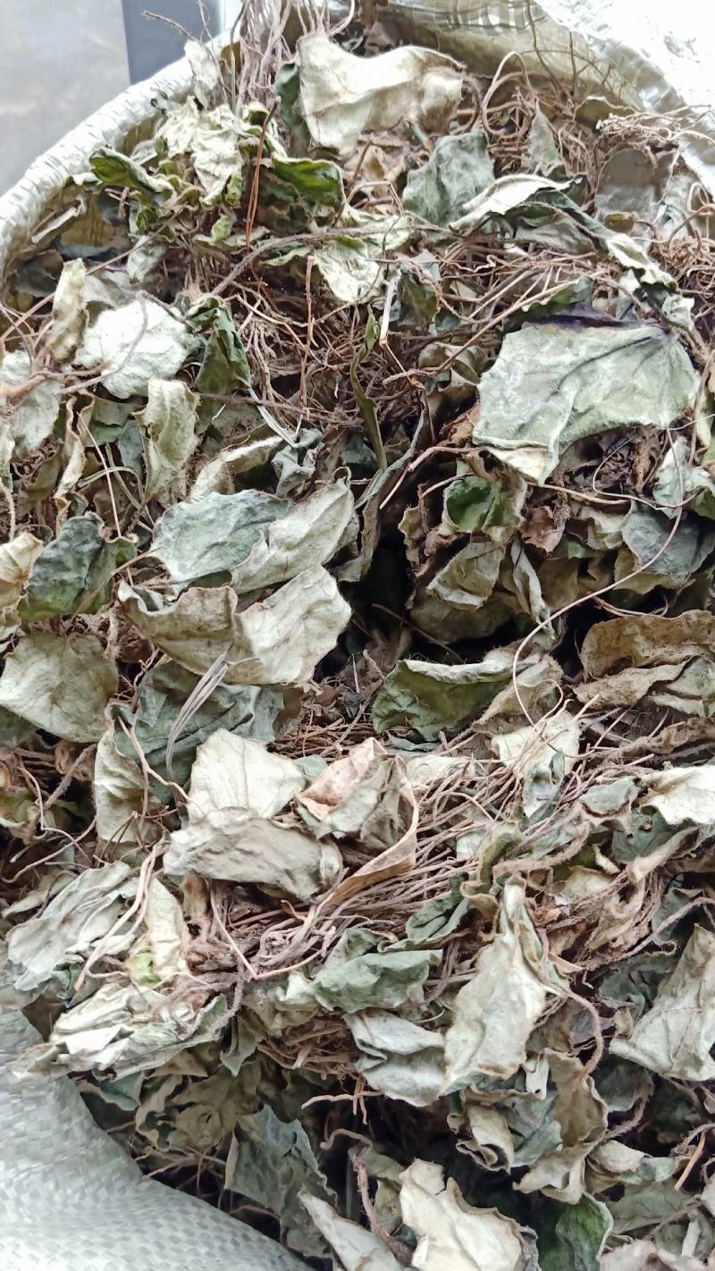 选装干货虎耳草，无杂质，全干