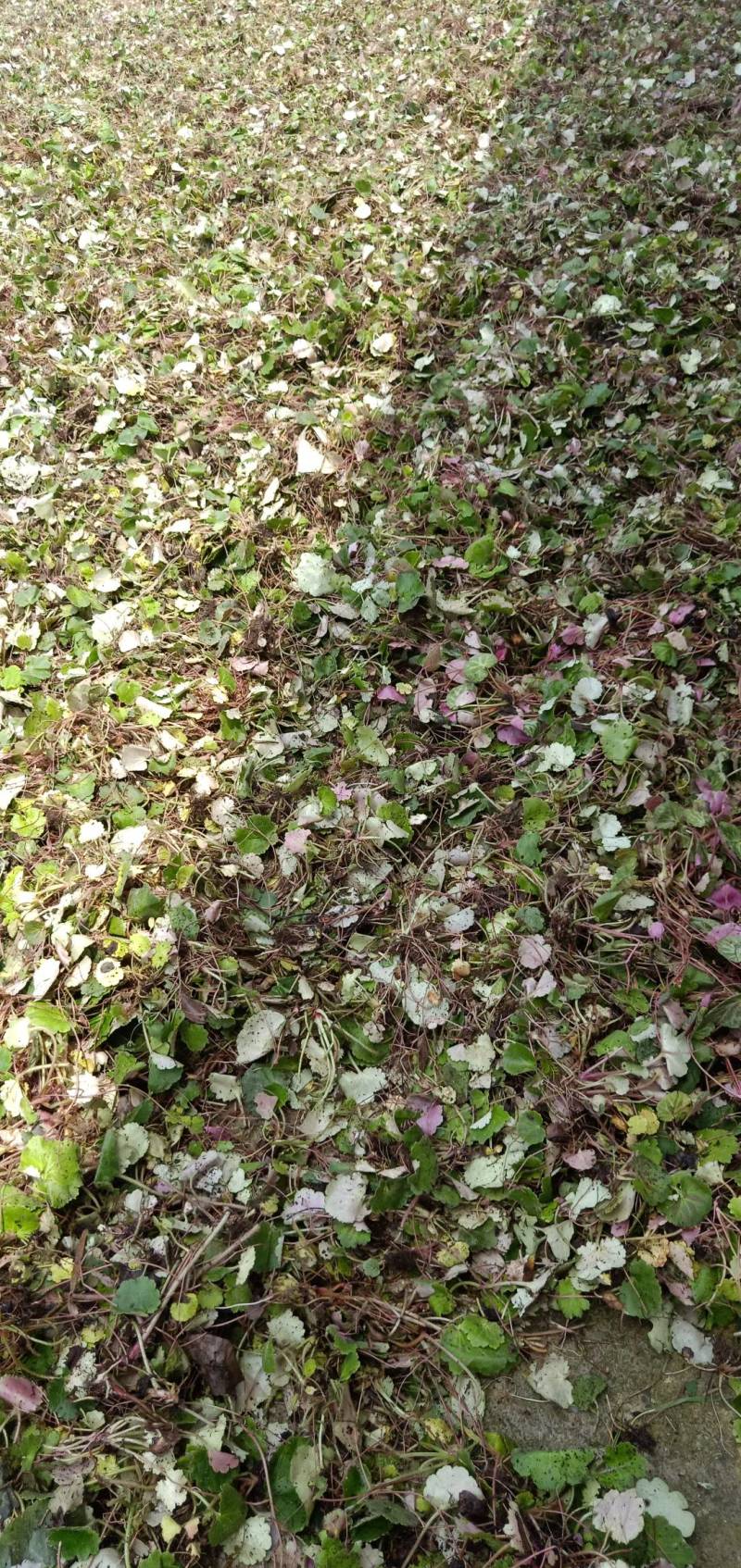 选装干货虎耳草，无杂质，全干