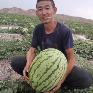 靖远砂西瓜物美价廉，量大从优