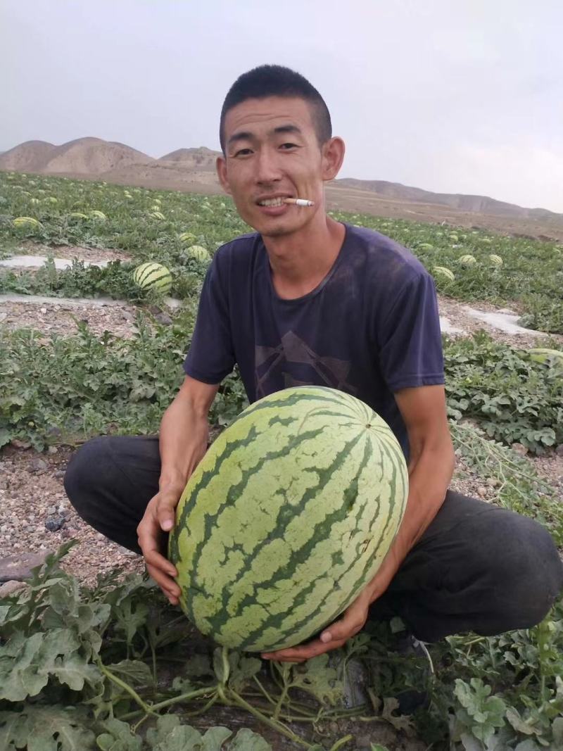 靖远砂西瓜物美价廉，量大从优