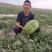 靖远砂西瓜物美价廉，量大从优