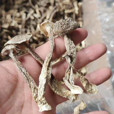 大量批发优质山野菜鹿茸菇，支持一件代发。电商合作。