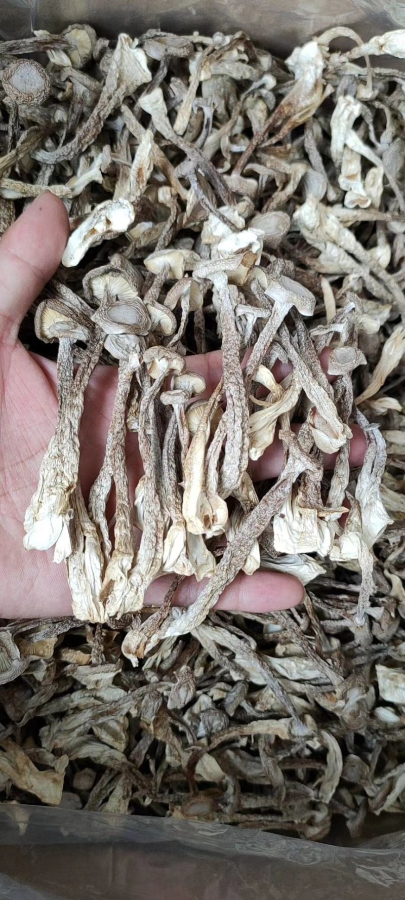 大量批发优质山野菜鹿茸菇，支持一件代发。电商合作。