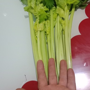 芹菜