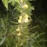 陕西清夏脱骨脆李，已成熟需要的联系了...