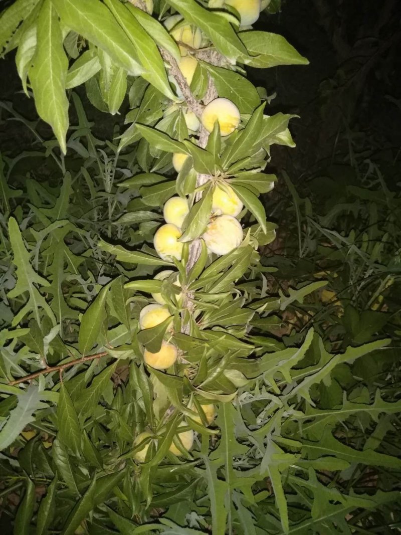 陕西清夏脱骨脆李，已成熟需要的联系了...
