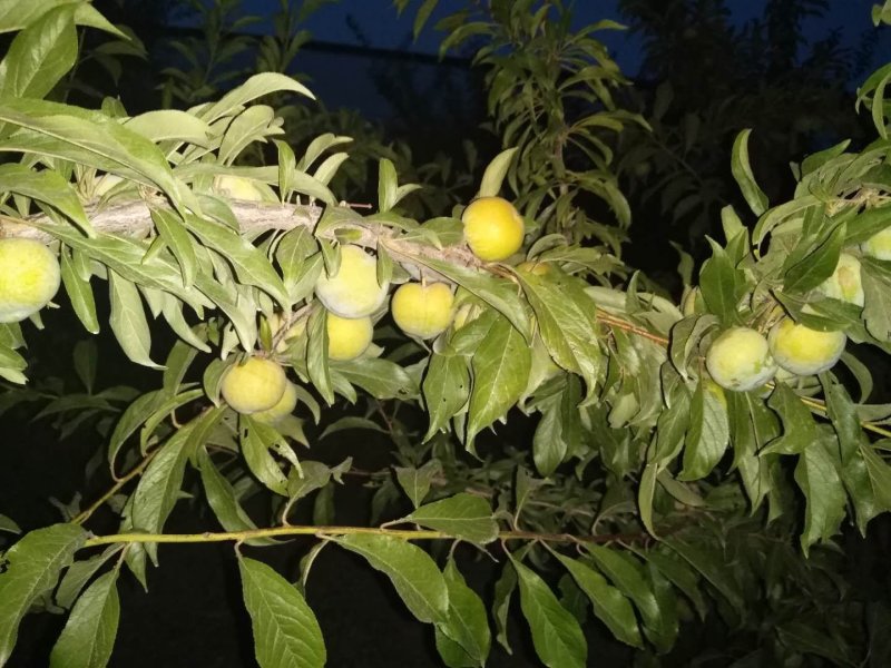 陕西清夏脱骨脆李，已成熟需要的联系了...