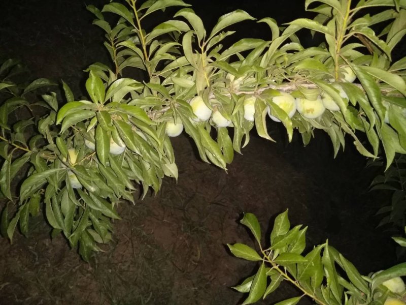 陕西清夏脱骨脆李，已成熟需要的联系了...