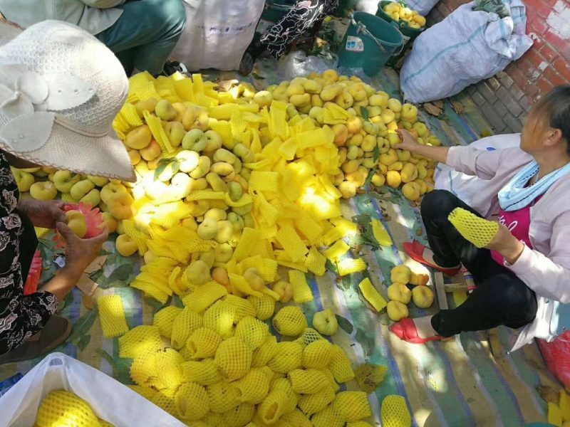 陕西澄城黄金密黄桃口感甜蜜诚招全国各地客商支持一件代发