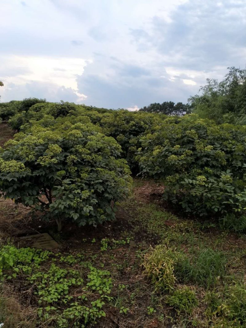 纯正江西中花吴茱萸苗，基地直供，质优价廉。