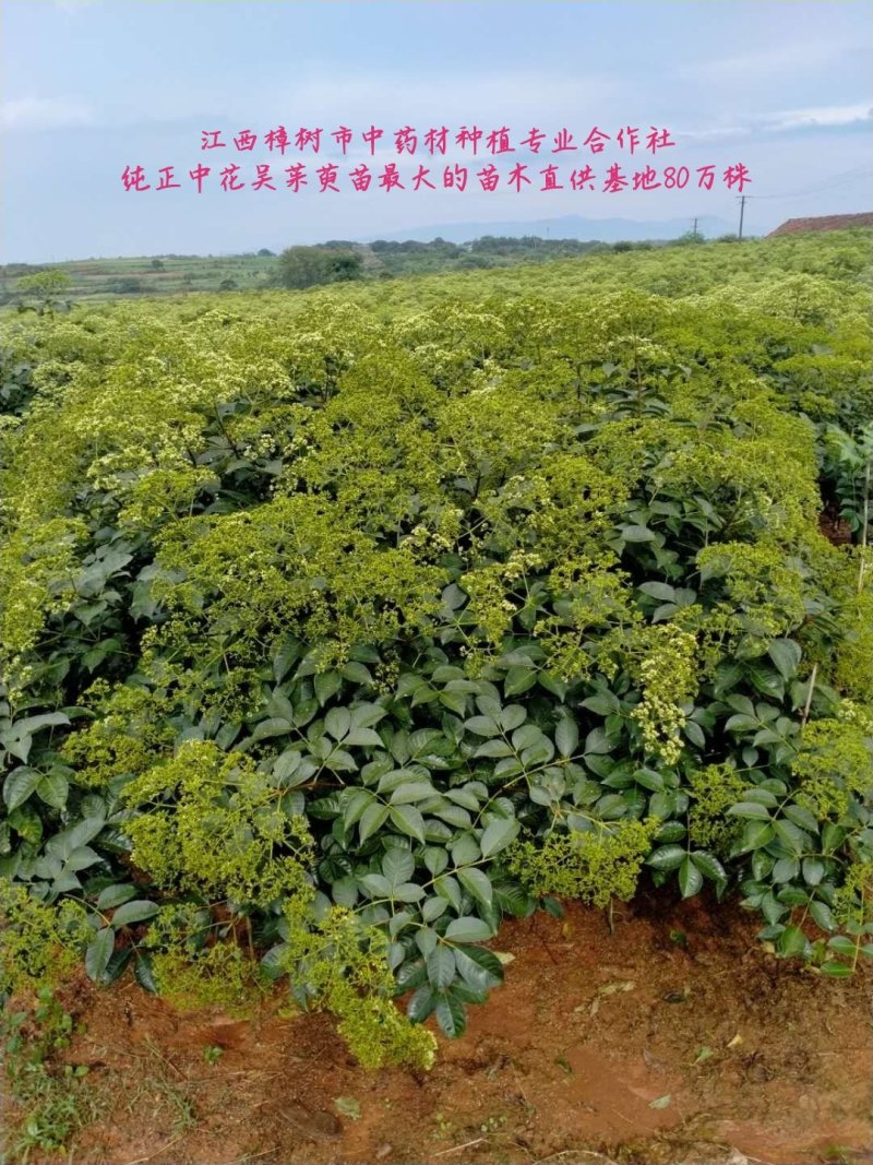 纯正江西中花吴茱萸苗，基地直供，质优价廉。
